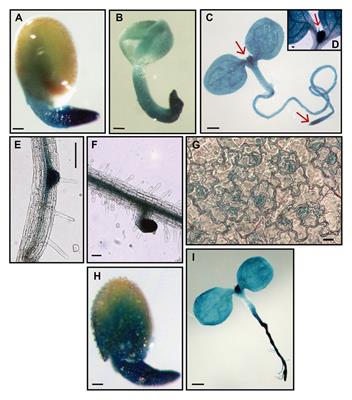 Ribosomal Protein RPL10A Contributes to Early Plant Development and Abscisic Acid-Dependent Responses in Arabidopsis